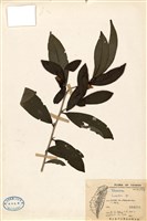 藏品(山茶屬)的圖片